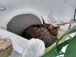 Tuffi schlafend in der Hängematte
